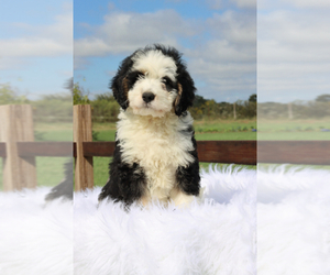Bernedoodle Puppy for sale in ITASCA, TX, USA