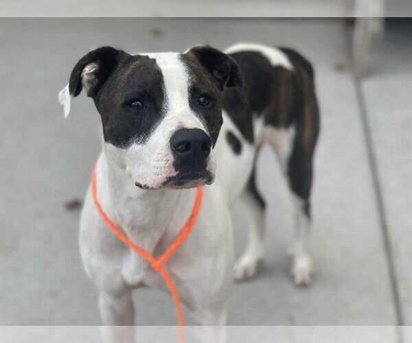 Medium Photo #1 American Pit Bull Terrier-Unknown Mix Puppy For Sale in Tulsa, OK, USA