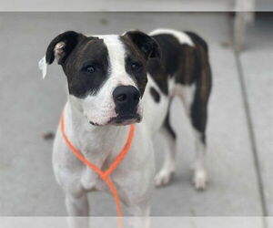 Medium American Pit Bull Terrier Mix