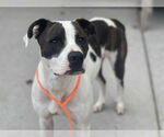 Small American Pit Bull Terrier Mix