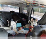 Small #8 Siberian Husky Mix