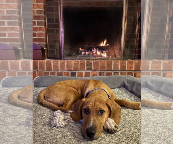 Medium Photo #2 Mutt Puppy For Sale in Plainfield, IL, USA