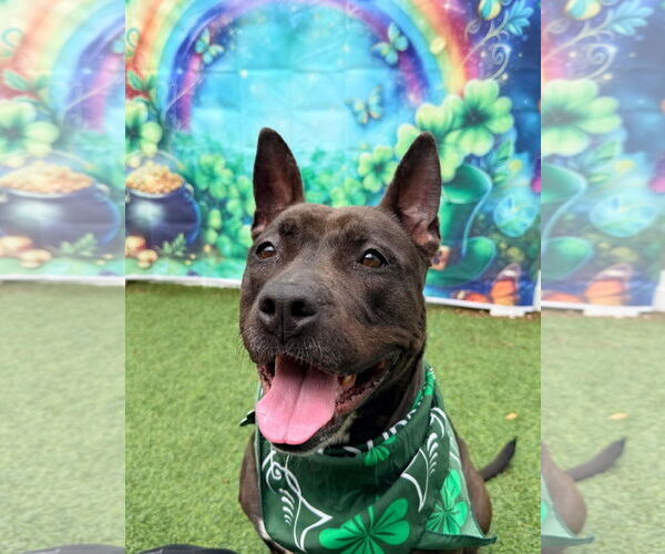 Medium Photo #2 Mutt Puppy For Sale in Pompano Beach , FL, USA