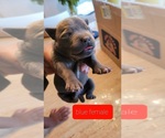 Small Photo #18 Staffordshire Bull Terrier Puppy For Sale in HOUSTON, TX, USA