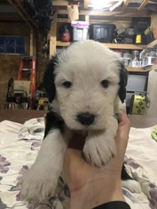 Old English Sheepdog Puppy for sale in MESICK, MI, USA