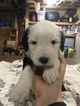 Small Photo #1 Old English Sheepdog Puppy For Sale in MESICK, MI, USA