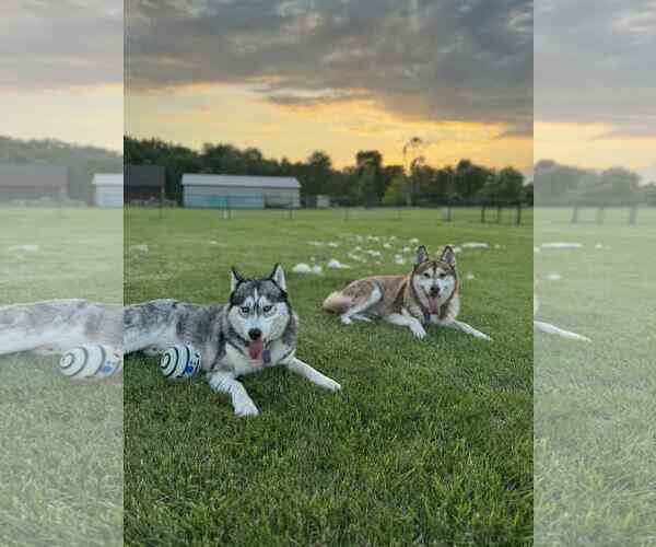 Medium Photo #1 - Mix Puppy For Sale in Marine City, MI, USA