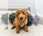 Puppy Trouper Double Doodle