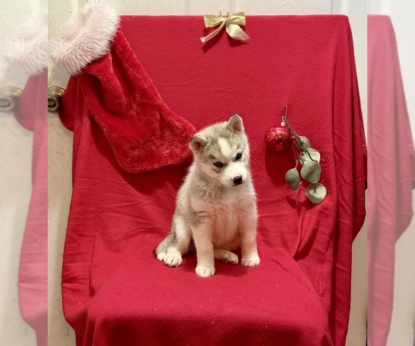 Medium Photo #2 Siberian Husky Puppy For Sale in ALTON, IL, USA
