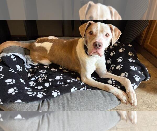 Medium Photo #1 Mutt Puppy For Sale in Crete, IL, USA