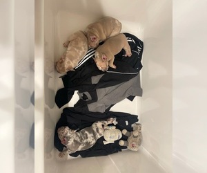 French Bulldog Puppy for sale in LANCASTER, CA, USA