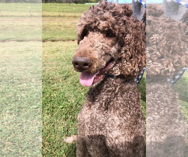 Medium Photo #2 Poodle (Standard) Puppy For Sale in Pacolet, SC, USA