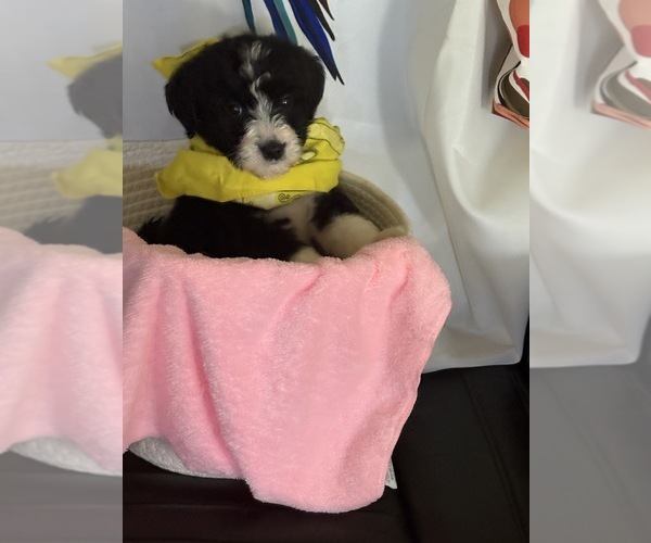 Medium Photo #9 Bordoodle Puppy For Sale in PORTLAND, TN, USA