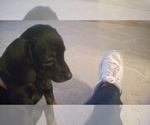 Small Photo #2 Dachshund Puppy For Sale in FORT WALTON BEACH, FL, USA