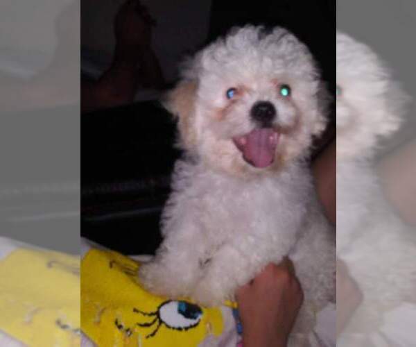 Medium Photo #1 Mal-Shi Puppy For Sale in SALEM, MA, USA