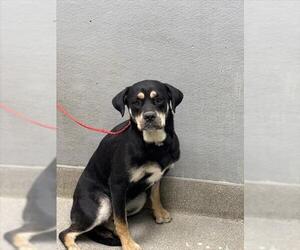 Rottweiler-Unknown Mix Dogs for adoption in Las Vegas, NV, USA