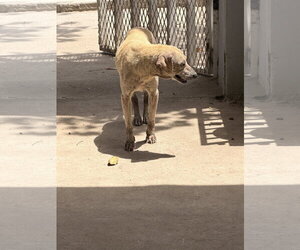 Leia - Female Labrador Retriever-Unknown Mix Dog for Adoption - Photo #2