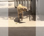 Small #1 Labrador Retriever Mix