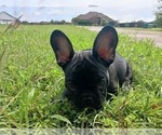 Puppy Diesel French Bulldog