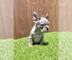 Small Photo #43 French Bulldog Puppy For Sale in BIRMINGHAM, AL, USA