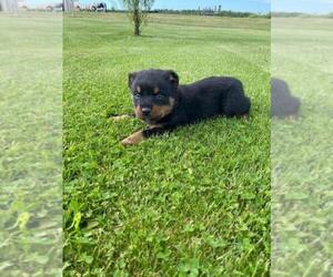 Rottweiler Puppy for sale in FINLAYSON, MN, USA