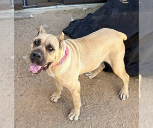 Cane Corso Puppy for sale in YUCCA VALLEY, CA, USA