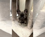 Puppy Bear French Bulldog