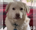 Small Photo #9 Great Pyrenees-Retriever  Mix Puppy For Sale in Washington, DC, USA