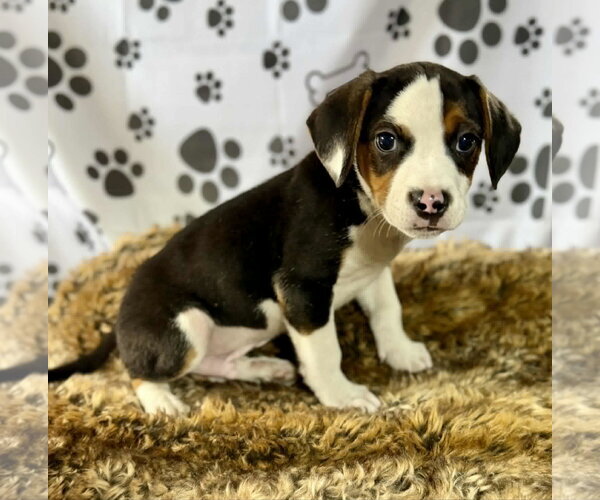 Medium Photo #1 Beagle-Unknown Mix Puppy For Sale in SHERBURNE, NY, USA