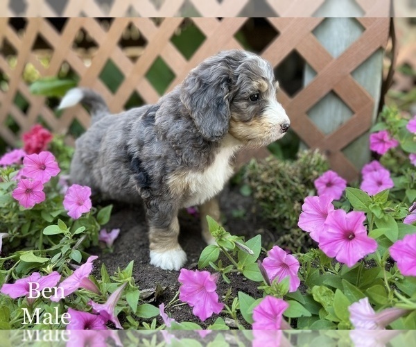 Medium Photo #5 Bernedoodle Puppy For Sale in WEST BRANCH, MI, USA