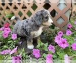 Small Photo #5 Bernedoodle Puppy For Sale in WEST BRANCH, MI, USA