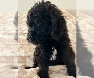 Poodle (Standard) Puppy for sale in WILTON, CA, USA