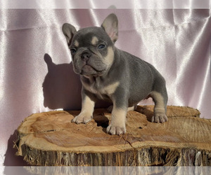 French Bulldog Puppy for sale in EDEN, NC, USA