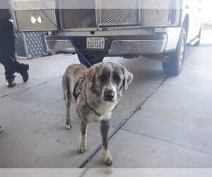 Australian Shepherd-Unknown Mix Dogs for adoption in Oroville, CA, USA