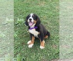 Small Photo #2 Bernese Mountain Dog Puppy For Sale in LANCASTER, PA, USA
