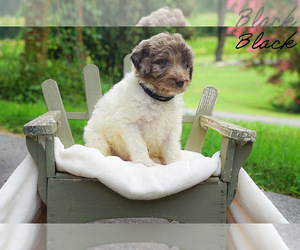 Goldendoodle Puppy for sale in WOODLEAF, NC, USA