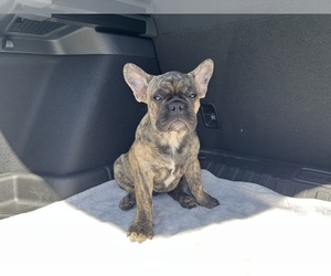 French Bulldog Puppy for sale in PACOIMA, CA, USA