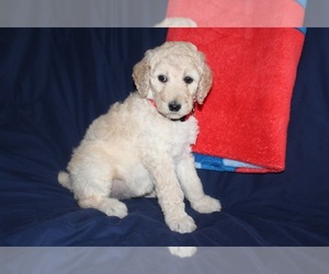 Poodle (Standard) Puppy for sale in TWIN FALLS, ID, USA