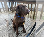 Small #2 Labrador Retriever