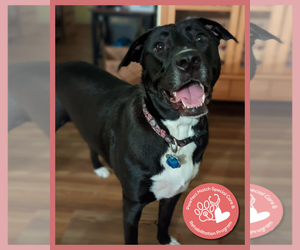 American Staffordshire Terrier-Great Pyrenees Mix Dogs for adoption in Holly Springs, NC, USA