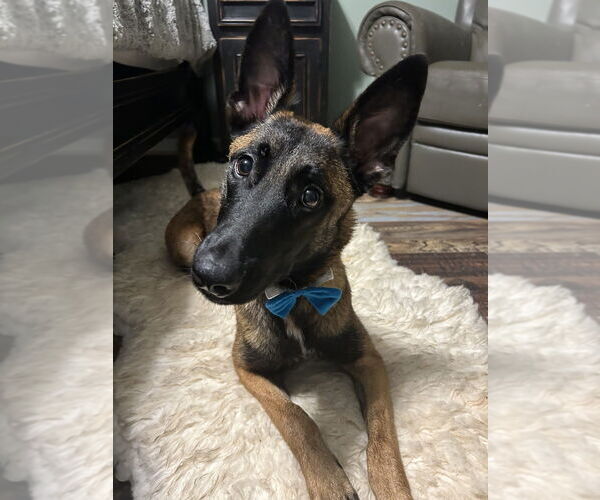 Medium Photo #2 Mutt Puppy For Sale in Imlay City, MI, USA