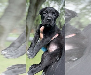 Cane Corso Litter for sale in ANDERSON, IN, USA