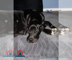 Small Photo #10 Great Dane Puppy For Sale in Bullard, TX, USA