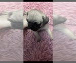 Small #7 Pug