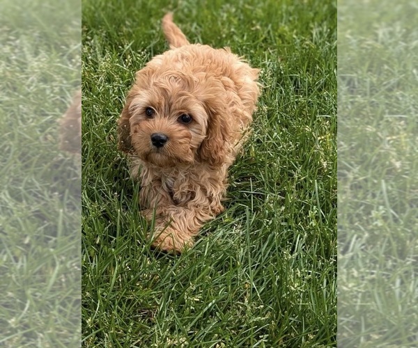 Medium Photo #10 Cavapoo Puppy For Sale in RICHMOND, IL, USA