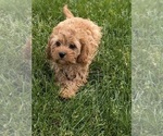 Small #9 Cavapoo
