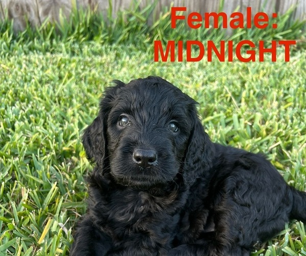 Medium Photo #8 Labradoodle Puppy For Sale in PRAIRIEVILLE, LA, USA