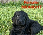 Small Photo #8 Labradoodle Puppy For Sale in PRAIRIEVILLE, LA, USA
