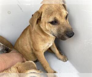 Labrador Retriever-Unknown Mix Dogs for adoption in Houston, TX, USA