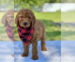 Small #2 Goldendoodle